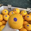 CAM ÚC NAVEL NIPPY S40 - Fruits18.com