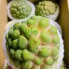 Na bở Đài Loan - Fruits18.com