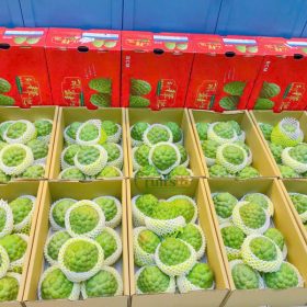 Na bở Đài Loan - Fruits18.com