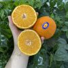 QUÝT ÚC ROSEWOOD - Fruits18.com