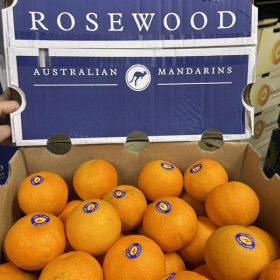 QUÝT ÚC ROSEWOOD - Fruits18.com