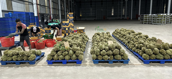 Sầu riêng Thai Lan Mothong - Fruits18.com