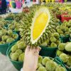 Sầu riêng Thai Lan Mothong - Fruits18.com