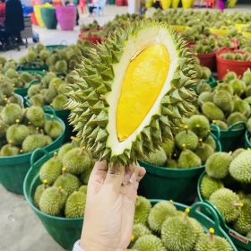 Sầu riêng Thai Lan Mothong - Fruits18.com