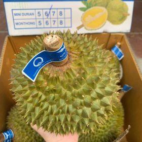 Sầu riêng Thai Lan Mothong - Fruits18.com