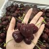 Cherry CHUÔNG chủng CORAL - Fruits18.com