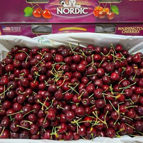 Cherry Gấu Nordic