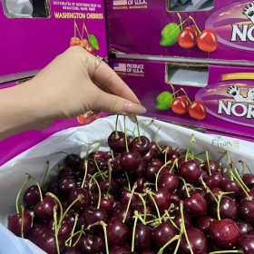 Cherry Gấu Nordic