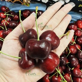 Cherry MONKEY chủng CHELAN - Fruits18.com