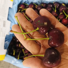 Cherry Smiling Coral - Fruits18.com