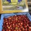Cherry vàng - Fruits18.com