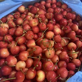 Cherry vàng - Fruits18.com
