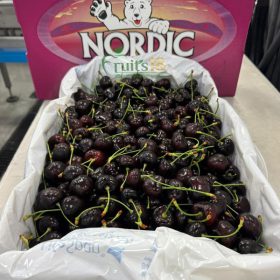 Cherry Gấu Nordic - Fruits18.com