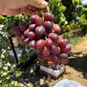 Nho Đỏ Ruby Rush hiệu Air Chief- Fruits18.com