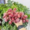 Nhỏ đỏ có hạt - Úc - thùng xốp - Fruits18.com