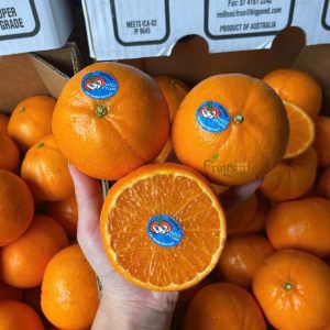 QUÝT ÚC PLATINUM - Fruits18.com