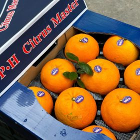 Quýt O.PH S20 - Fruits18.com